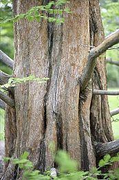 世嘉：《索尼克：超级巨星》销量不佳与《马里奥惊奇》撞车有关